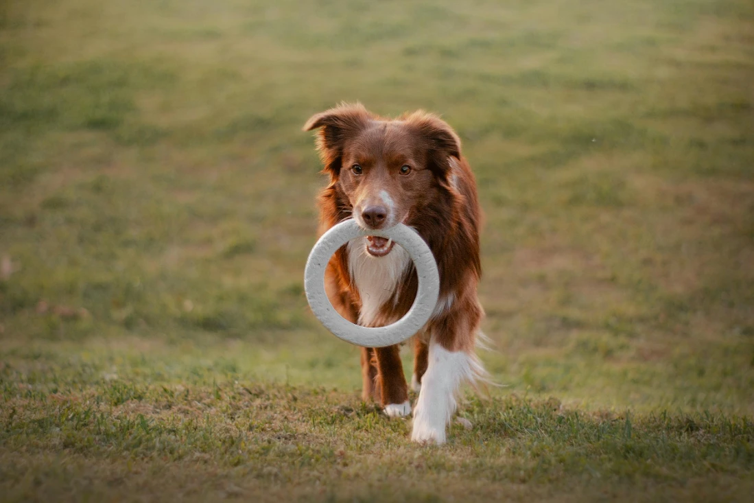 AI-Based Search Engine Optimization Guide for the Pet Care Industry
